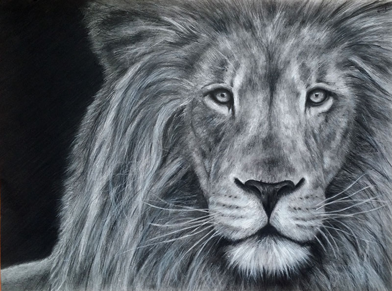 Lion 2014