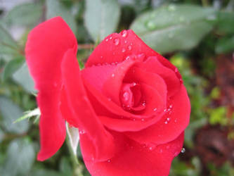 rain drop rose