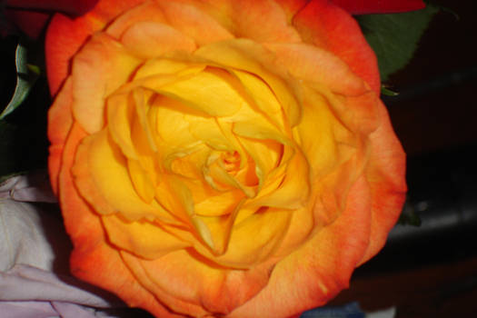 Orange Rose