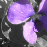 Purple Flower