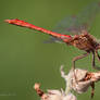 Southern Darter