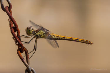 Sympetrum vulgatum