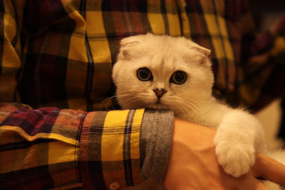 Scottish Fold-Momo