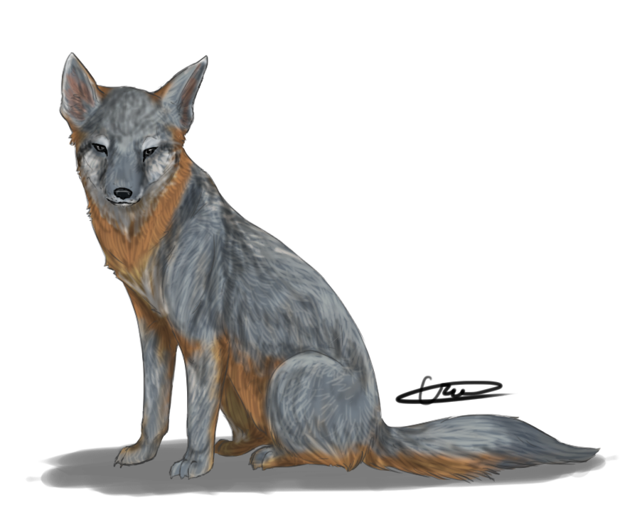 The Grey Fox