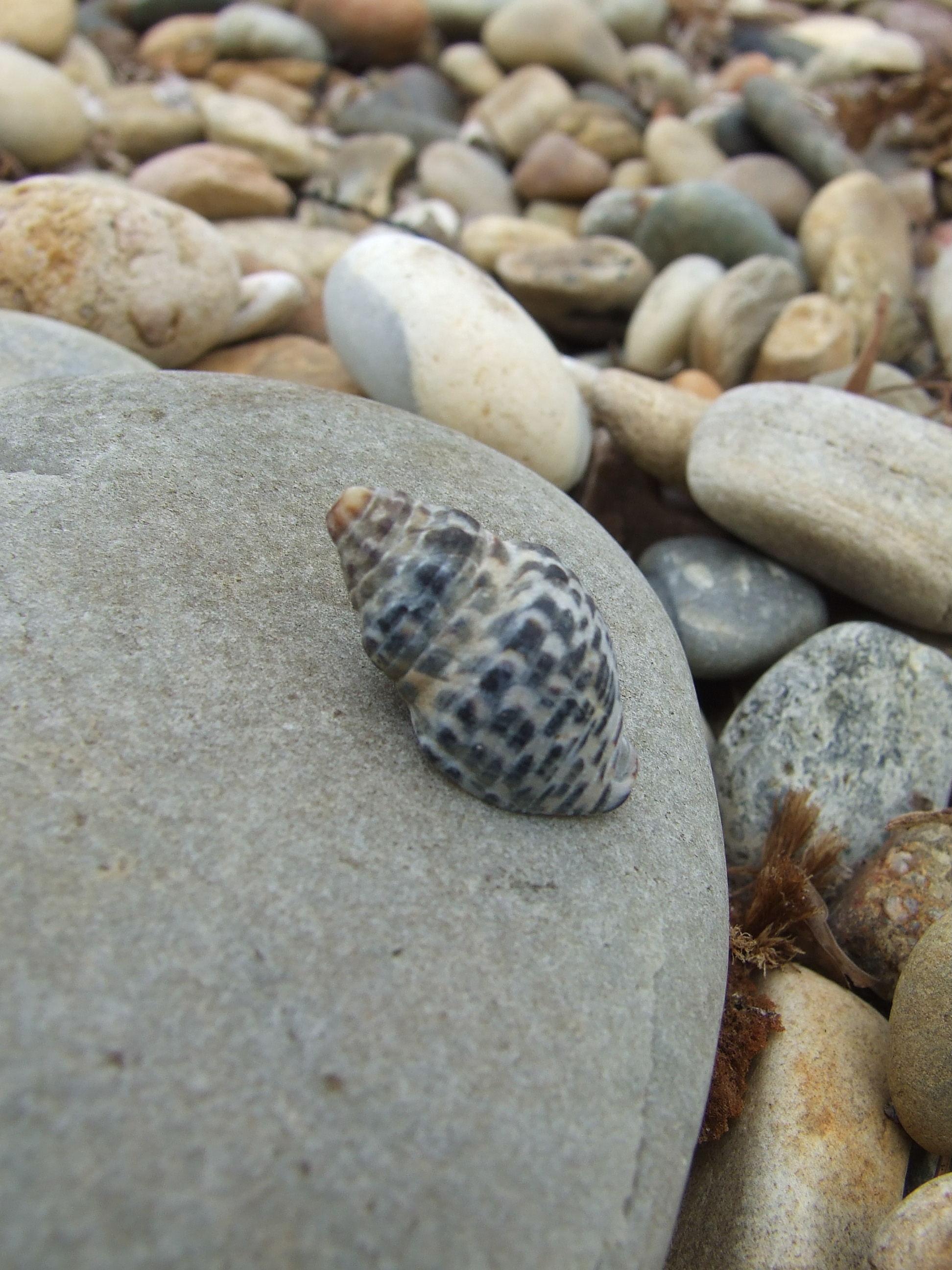 .-:Lonely Little Shell:-.