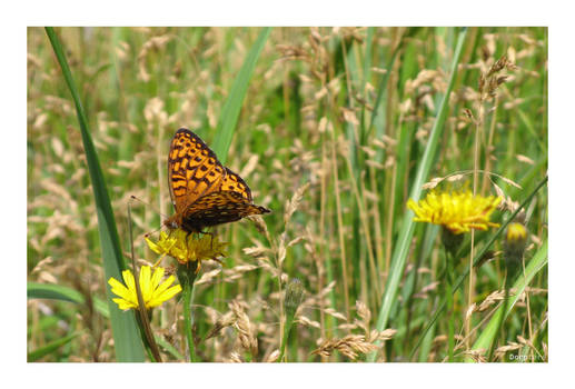 Butterfly on flower