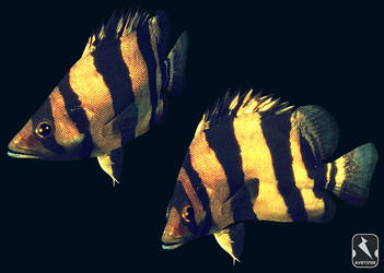 Tiger Fish by avryster