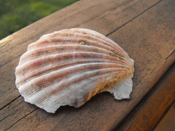 She Shells by Sisgroves on DeviantArt