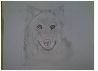 First Wolf Sketch