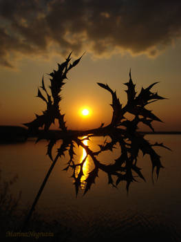 crown of thorns...