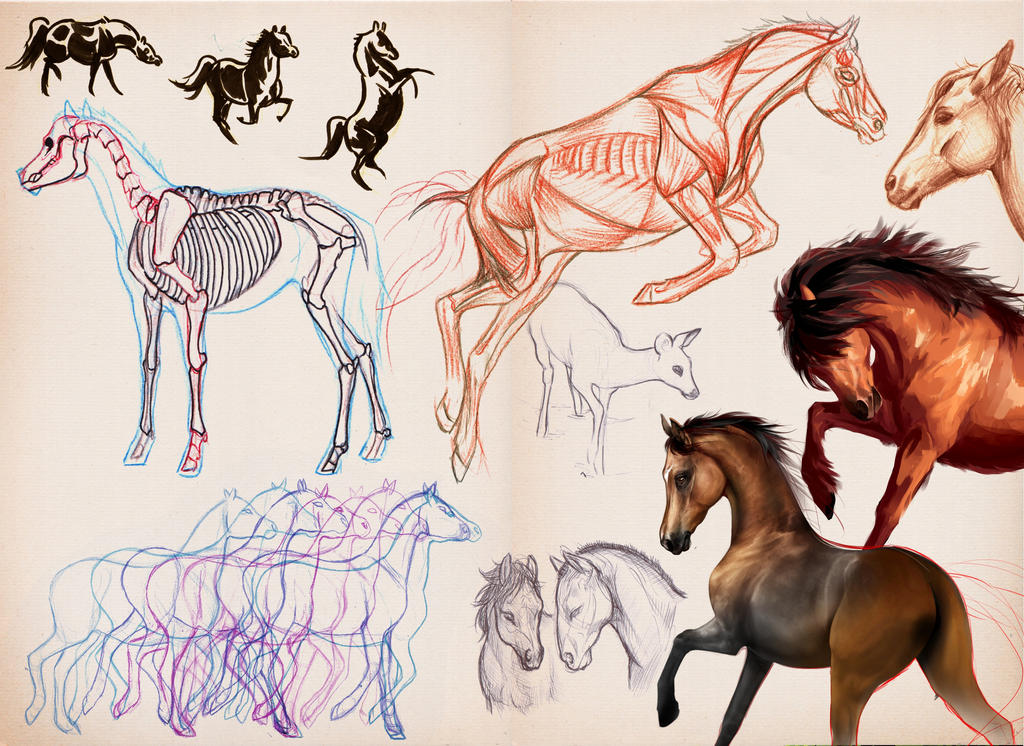 horse study set