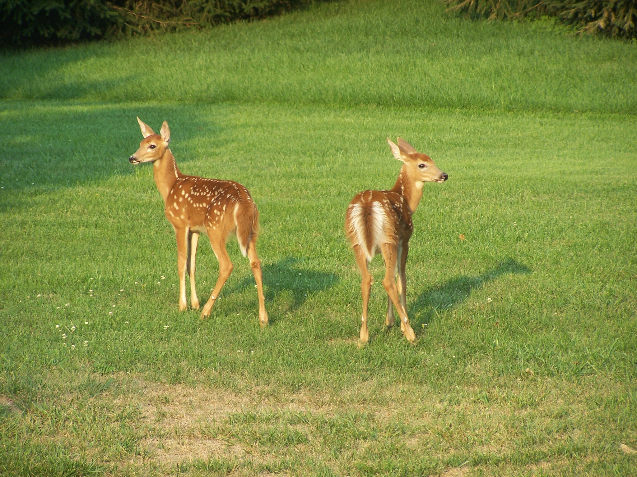 cute deer