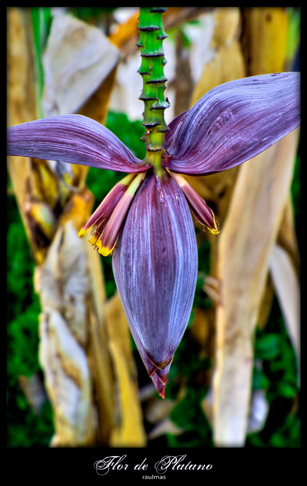 Flor de Platano.