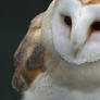 Jess - Barn Owl