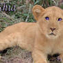 Shia is real lion cub