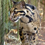 Clouded Leopard Cub