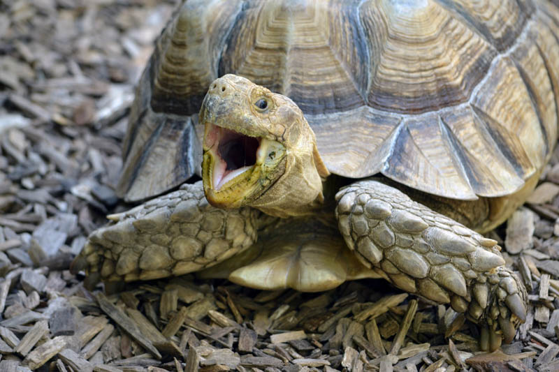 Laughing Tortoise