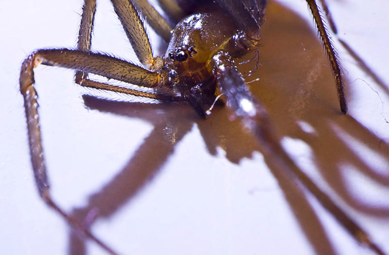 tiny spider by nullboy on DeviantArt