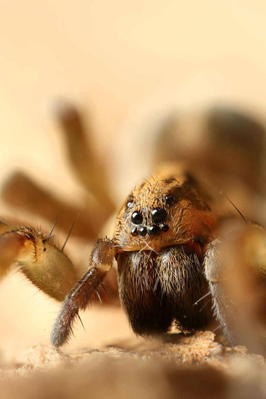 Fat Rounds Spider fat spider by nullboy on DeviantArt