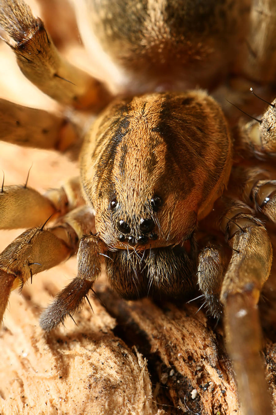Fat Rounds Spider fat spider 2 by nullboy on DeviantArt