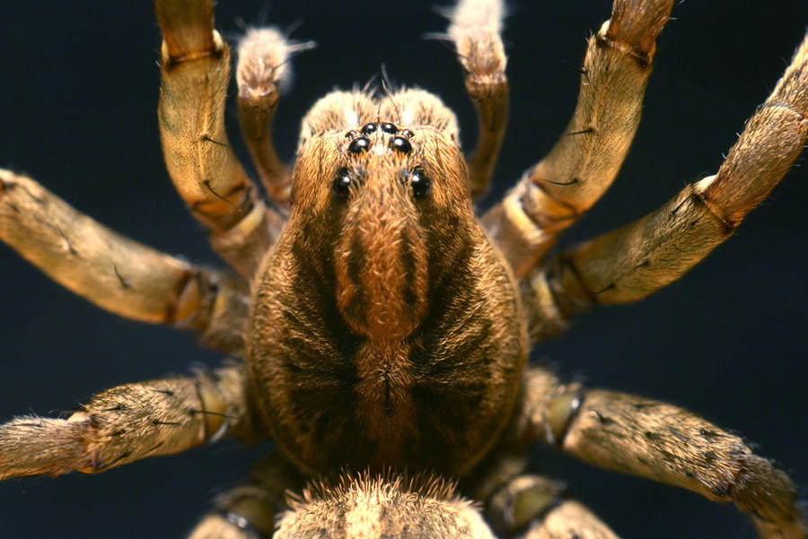Fat Rounds Spider fat spider 6 by nullboy on DeviantArt