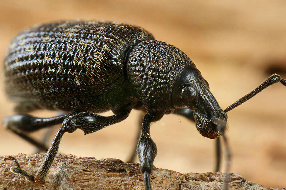 Kevil Insect evil kneveil weevil by nullboy on DeviantArt