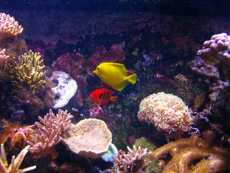 Chessington SEA LIFE Centre