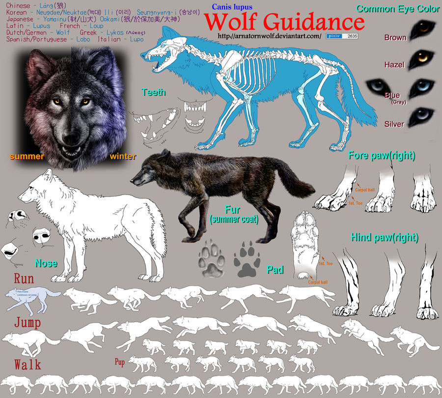 Wolf Guidance By Arnatornwolf On Deviantart