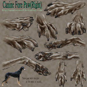 sketch - Canine Fore Paw