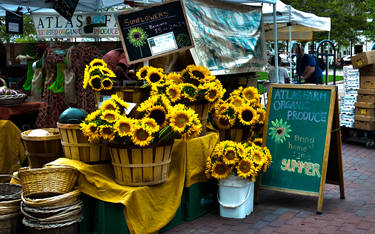 Boston Sunflower