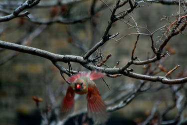 Lady In Flight