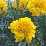 Tagetes