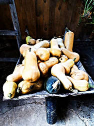 Pumpkins Harvest