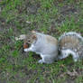 Squirrel having a nut