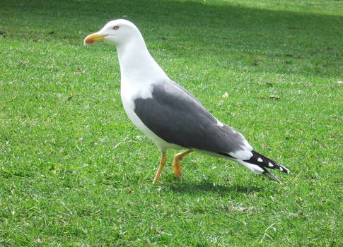 Seagull