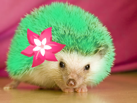 real life shaymin