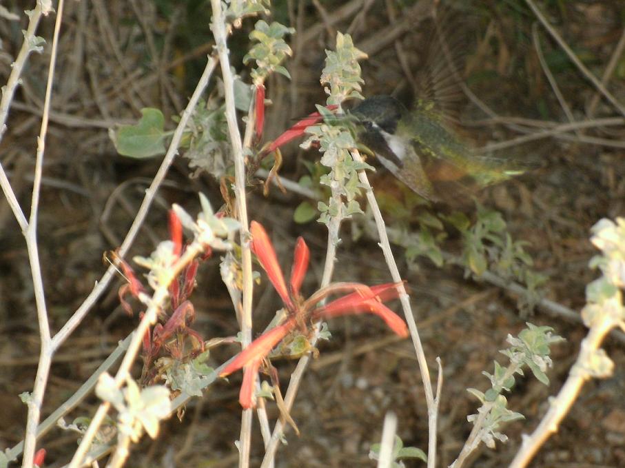 Hummingbird from the Desert Botanical Garden