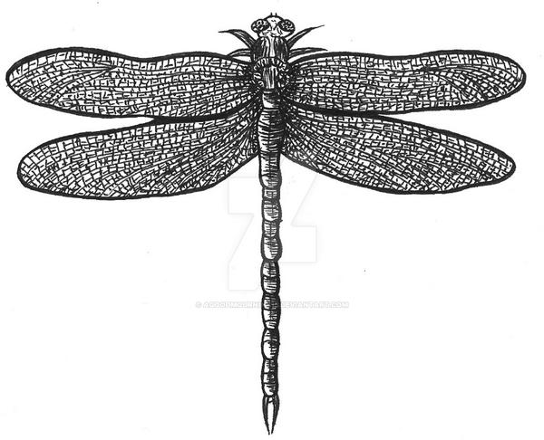 Dragonfly