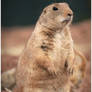 Prairie Marmot - Two -