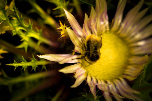 Busy Bee (yellow)