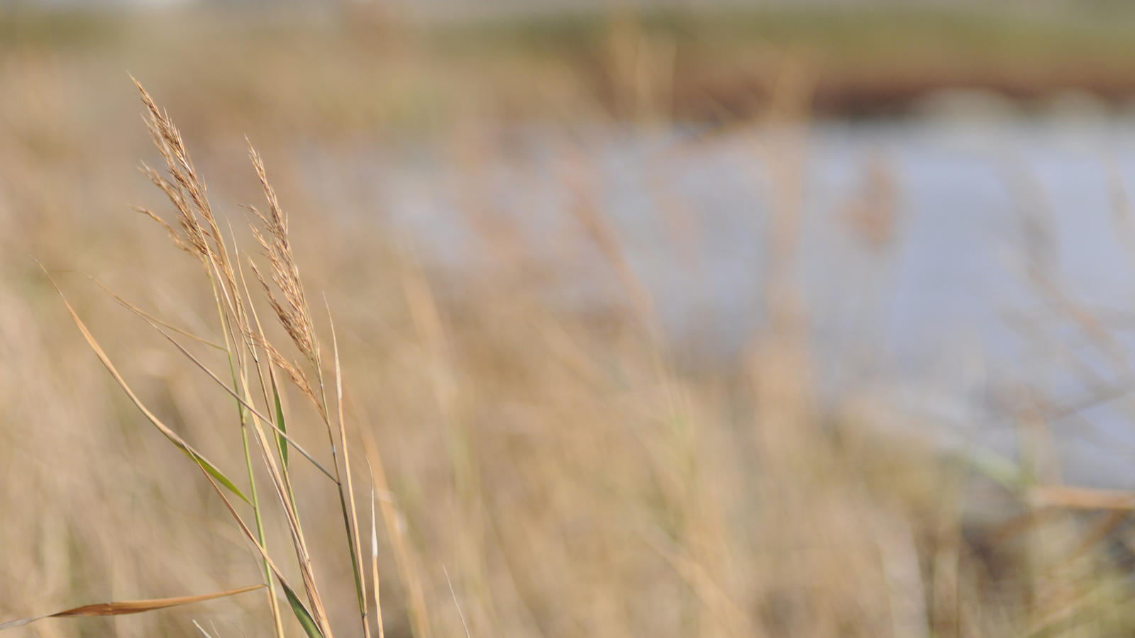 wallpaper, reed by ensamvargen on DeviantArt