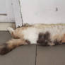 Soo Relax, Deep Sleep Cat