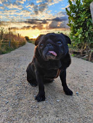 Picturesque Pug!