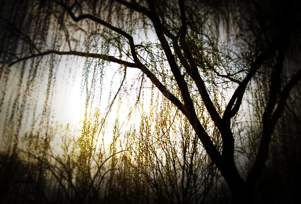 Willow Tree by bunnyexplosion on DeviantArt