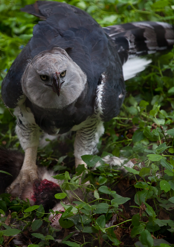 Harpy Eagle