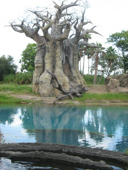 Weird Baobab Tree 2