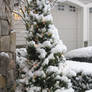 Snow Covered Tree