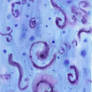 Blue and Purple Swirl