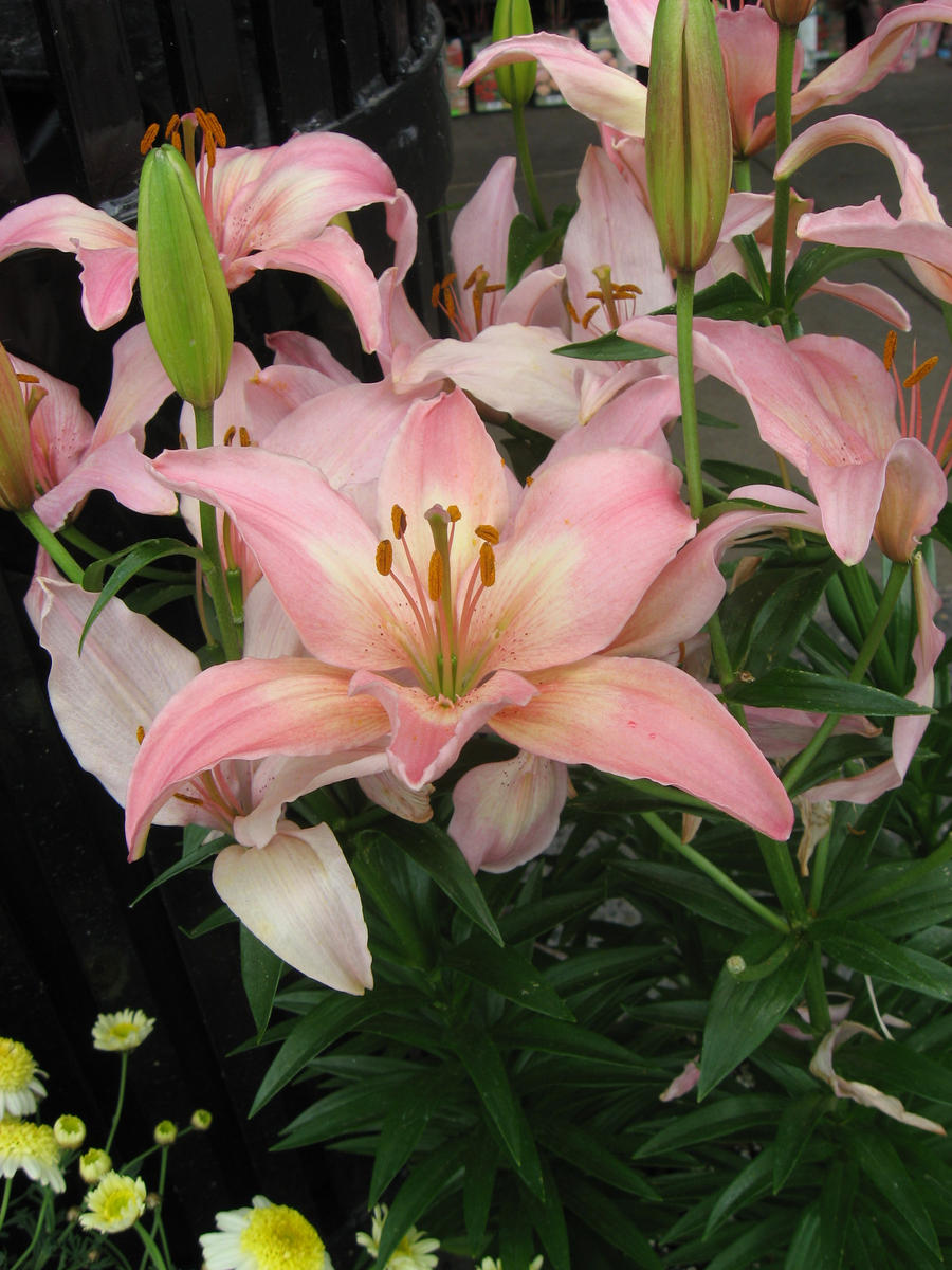 Light Pink Lilly