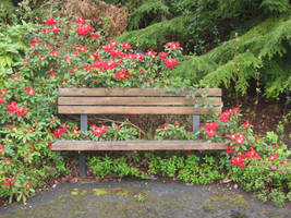 Flowers and Bench